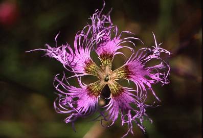 Fotografia da espécie Dianthus superbus
