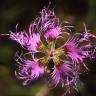 Fotografia 8 da espécie Dianthus superbus do Jardim Botânico UTAD