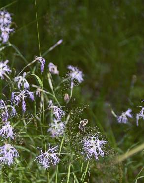 Fotografia 9 da espécie Dianthus superbus no Jardim Botânico UTAD