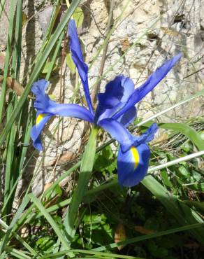 Fotografia 5 da espécie Iris x hollandica no Jardim Botânico UTAD