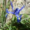 Fotografia 5 da espécie Iris x hollandica do Jardim Botânico UTAD