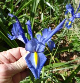 Fotografia da espécie Iris x hollandica