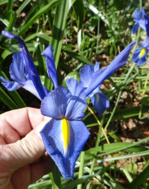 Fotografia 6 da espécie Iris x hollandica no Jardim Botânico UTAD