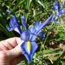 Fotografia 6 da espécie Iris x hollandica do Jardim Botânico UTAD
