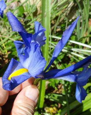 Fotografia 7 da espécie Iris x hollandica no Jardim Botânico UTAD