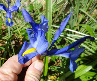 Fotografia da espécie Iris x hollandica