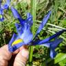 Fotografia 7 da espécie Iris x hollandica do Jardim Botânico UTAD