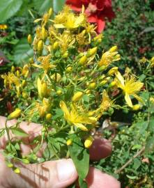 Fotografia da espécie Hypericum canariense