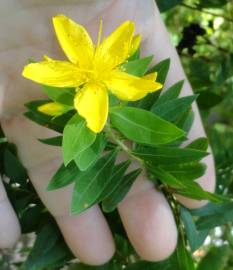 Fotografia da espécie Hypericum canariense