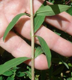 Fotografia da espécie Hypericum canariense