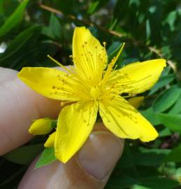 Fotografia da espécie Hypericum canariense