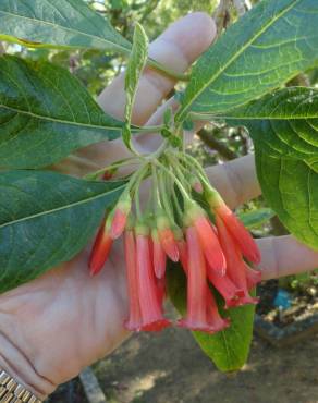 Fotografia 7 da espécie Iochroma gesnerioides no Jardim Botânico UTAD