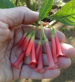 Fotografia da espécie Iochroma gesnerioides