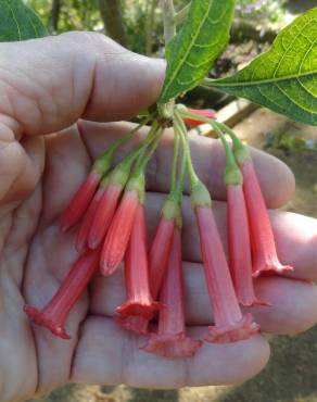 Fotografia 8 da espécie Iochroma gesnerioides no Jardim Botânico UTAD