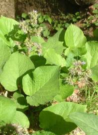 Fotografia da espécie Trachystemon orientalis