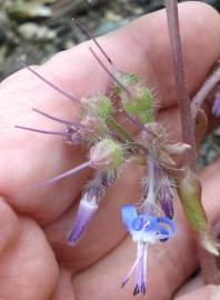 Fotografia da espécie Trachystemon orientalis