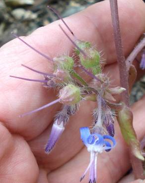 Fotografia 5 da espécie Trachystemon orientalis no Jardim Botânico UTAD