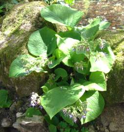 Fotografia da espécie Trachystemon orientalis