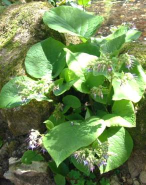 Fotografia 6 da espécie Trachystemon orientalis no Jardim Botânico UTAD