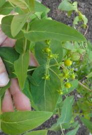 Fotografia da espécie Hypericum x inodorum