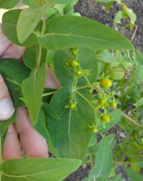 Fotografia 10 da espécie Hypericum x inodorum no Jardim Botânico UTAD