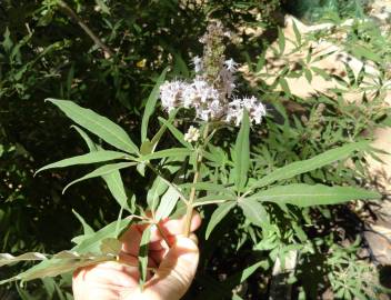 Fotografia da espécie Vitex agnus-castus