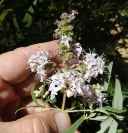 Fotografia da espécie Vitex agnus-castus