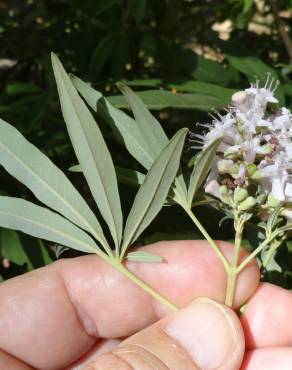 Fotografia 10 da espécie Vitex agnus-castus no Jardim Botânico UTAD