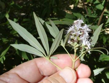 Fotografia da espécie Vitex agnus-castus