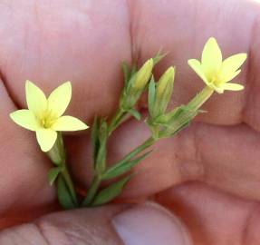 Fotografia da espécie Centaurium maritimum