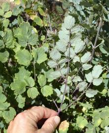 Fotografia da espécie Thalictrum flavum subesp. costae