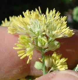 Fotografia da espécie Thalictrum flavum subesp. costae