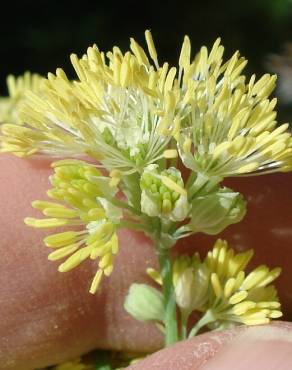 Fotografia 4 da espécie Thalictrum flavum subesp. costae no Jardim Botânico UTAD