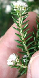 Fotografia da espécie Ozothamnus rosmarinifolius