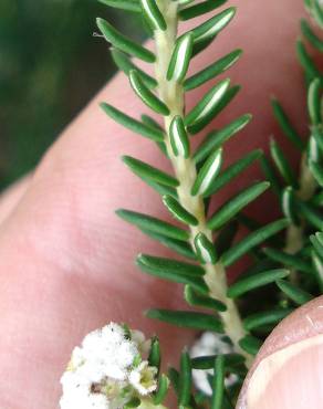 Fotografia 5 da espécie Ozothamnus rosmarinifolius no Jardim Botânico UTAD