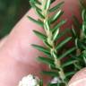 Fotografia 5 da espécie Ozothamnus rosmarinifolius do Jardim Botânico UTAD