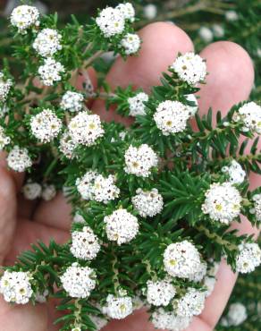 Fotografia 6 da espécie Ozothamnus rosmarinifolius no Jardim Botânico UTAD