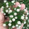 Fotografia 6 da espécie Ozothamnus rosmarinifolius do Jardim Botânico UTAD