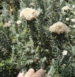 Fotografia da espécie Ozothamnus rosmarinifolius