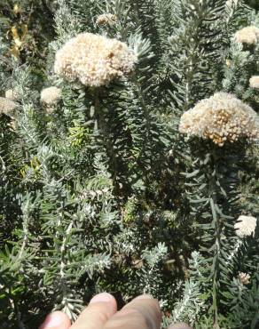 Fotografia 7 da espécie Ozothamnus rosmarinifolius no Jardim Botânico UTAD