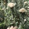 Fotografia 7 da espécie Ozothamnus rosmarinifolius do Jardim Botânico UTAD