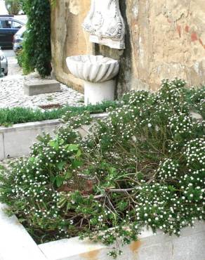 Fotografia 8 da espécie Ozothamnus rosmarinifolius no Jardim Botânico UTAD