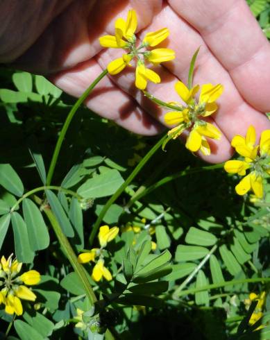 Fotografia de capa Securigera securidaca - do Jardim Botânico