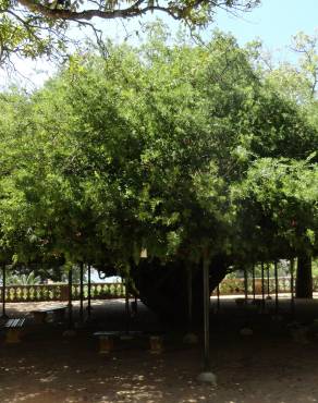 Fotografia 6 da espécie Schotia afra no Jardim Botânico UTAD