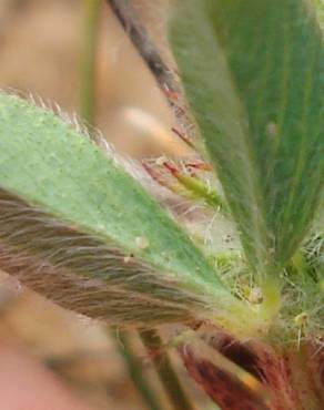 Fotografia 2 da espécie Trifolium striatum subesp. striatum no Jardim Botânico UTAD