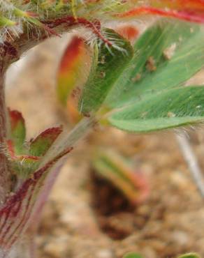 Fotografia 3 da espécie Trifolium striatum subesp. striatum no Jardim Botânico UTAD