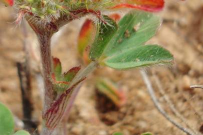 Fotografia da espécie Trifolium striatum subesp. striatum