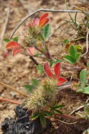 Fotografia da espécie Trifolium striatum subesp. striatum
