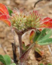 Fotografia da espécie Trifolium striatum