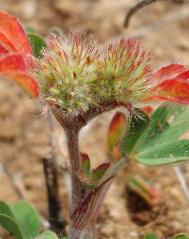 Fotografia de capa Trifolium striatum subesp. striatum - do Jardim Botânico